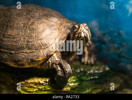 Dipinto cresciuto turtle Chrysemys picta seduta su roccia crogiolarsi nella tarda mattinata di Sun in acqua DOLCE POND Foto Stock