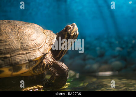 Dipinto cresciuto turtle Chrysemys picta seduta su roccia crogiolarsi in acqua dolce pond con vuoto lo spazio di copia Foto Stock