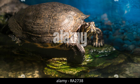 Dipinto cresciuto turtle Chrysemys picta seduta su roccia crogiolarsi nella tarda mattinata di Sun in acqua DOLCE POND Foto Stock