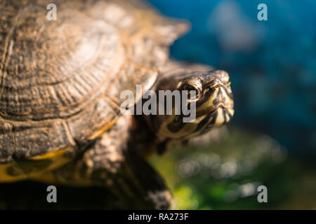 Extreme closeup di testa del dipinto cresciuto turtle Chrysemys picta seduta su roccia crogiolarsi in prossimità di acqua DOLCE POND Foto Stock