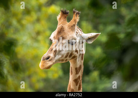 Nubian giraffe. Attualmente è estinto nel selvaggio della Repubblica Democratica del Congo, Egitto e in Eritrea. In pericolo critico. Foto Stock