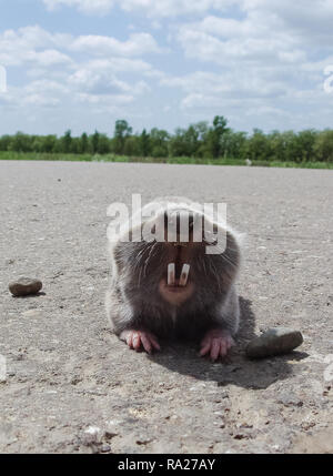 Comune di ratto in mole, metropolitana roditore, metropolitana agricoli pest Foto Stock