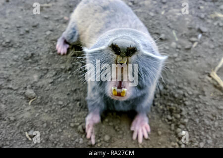 Comune di ratto in mole, metropolitana roditore, metropolitana agricoli pest Foto Stock