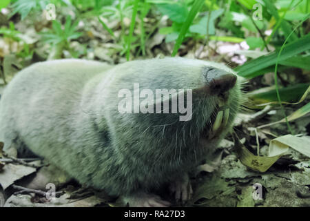 Comune di ratto in mole, metropolitana roditore, metropolitana agricoli pest Foto Stock