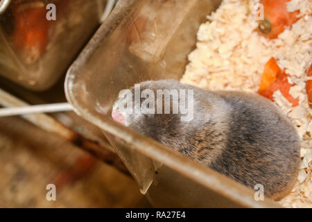 Comune di ratto in mole, metropolitana roditore, metropolitana agricoli pest Foto Stock