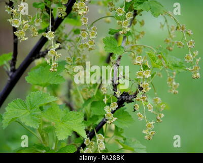 Ribes rosso arbusto Ribes rubrum con fiori e fogliame in primavera Foto Stock