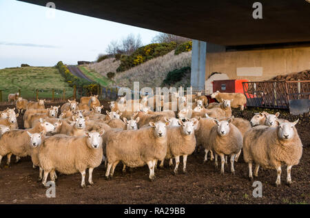 Gregge di pecore che guardano la macchina fotografica sotto il flyover di calcestruzzo, Lothian orientale, Scozia, Regno Unito Foto Stock