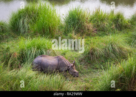 Un giovane di un corno di rinoceronte (Rhinoceros unicornis) mangiare erba accanto al fiume Rapti in Chitwan il parco nazionale di Chitwan Kasara, Nepal, Asia Foto Stock