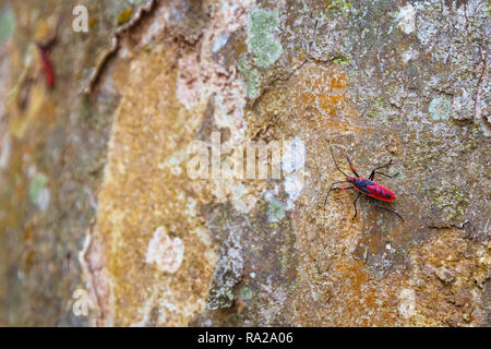 Cotone rosso Bug, Dysdercus cingulatus, su di una roccia, Chitwan il parco nazionale di Chitwan Kasara, Nepal, Asia Foto Stock