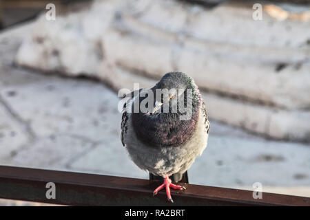 Il piccione è seduto sulla ringhiera. Città colomba di uccelli Foto Stock