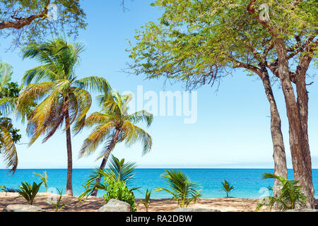Gli alberi di cocco, sabbia dorata e acque turchesi e cielo blu, Pearl Beach , Guadalupa, French West Indies Foto Stock
