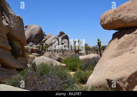 Monzogranite rock pile, yucca piante e alberi di Joshua in una calda giornata estiva nel parco nazionale di Joshua Tree, 4 Luglio 2018 Foto Stock