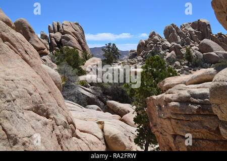 Monzogranite rock pile, yucca piante e alberi di Joshua in una calda giornata estiva nel parco nazionale di Joshua Tree, 4 Luglio 2018 Foto Stock