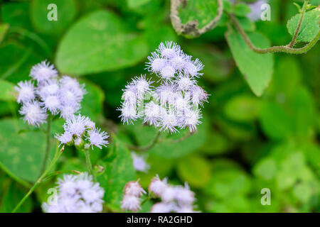 Blu (mistflower Conoclinium coelestinum) - Pembroke Pines, Florida, Stati Uniti d'America Foto Stock