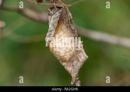 Polifemo falena cocoon (Antheraea polyphemus) - lunga chiave Area Naturale, Davie, Florida, Stati Uniti d'America Foto Stock