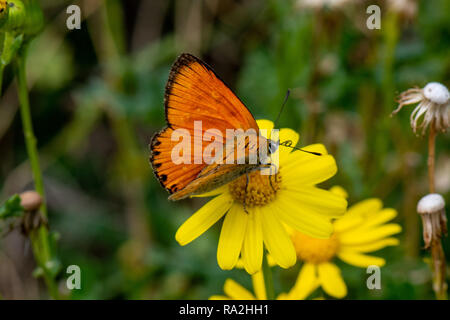 Rame di grandi dimensioni (a farfalla Lycaena dispar), Val di Rose, Parco Nazionale d'Abruzzo Foto Stock