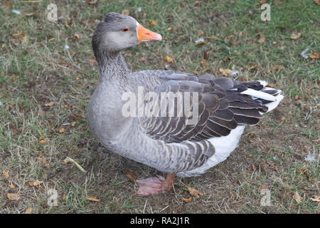 Oca Graylag rilassante in un prato con la testa rivolta in modo errato Foto Stock