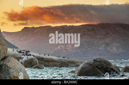 I Penguins africani e cormorani sulla costa al tramonto del crepuscolo. Pinguino africano ( Spheniscus demersus) noto anche come il jackass penguin e nero-footed Foto Stock