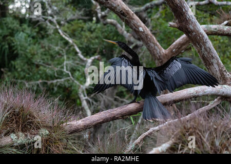 Doppio di cormorani crestato seduto su un albero. Preso nel fiume Chassahowitzka situato a ovest di Orlando, Florida, Stati Uniti. Foto Stock