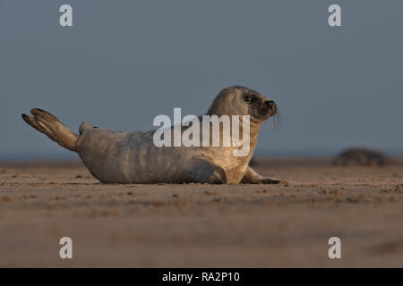 Guarnizione grigio Puup Foto Stock