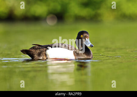Carino moretta drake ( Aythya fuligula ) nuotare sulla superficie del lago Foto Stock