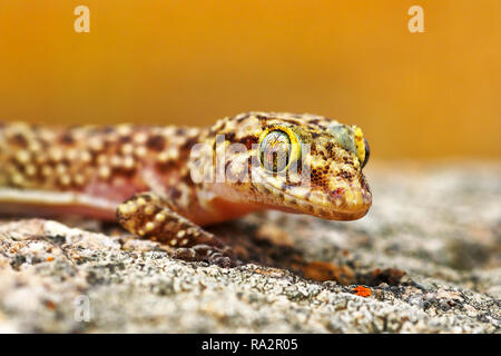 Hemidactylus turcicus o mediterranean house gecko, ritratto di rettile crogiolarsi sulla roccia Foto Stock