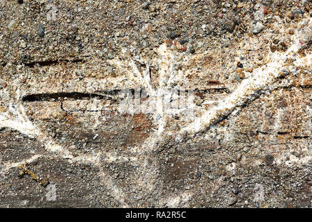 Serpula lacrymans syn Merulius micelio su legno, il dry rot dettaglio legno Putrescente Foto Stock