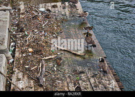 Gli uccelli sulla piattaforma di legno tra scartato in plastica e altri flotsam, Toronto, Ontario, Canada Foto Stock