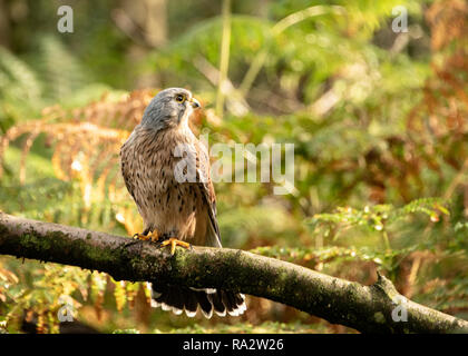 Regno Unito, Sherwood Forrest, Nottinghamshire uccelli rapaci - Eventi Foto Stock