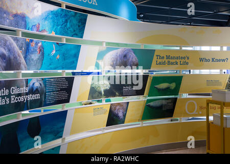 Il museo ospita, laguna manatee Discovery Center di West Palm Beach, Florida Foto Stock