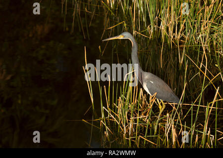 Airone tricolore (Egretta tricolore), Wakodahatchee zone umide, Delray Beach, Florida Foto Stock