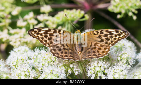 Argento-lavato fritillary sul terreno il sambuco. Argynnis paphia. Aaegopodium podagraria. Forma valesina. Butterfly close-up. Aprire le ali. Il vescovo di alghe. Foto Stock