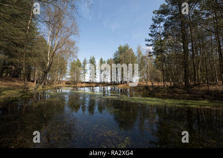 Un appartato laghetto di foresta a Mogshade Hill nel New Forest, Hampshire, Regno Unito Foto Stock