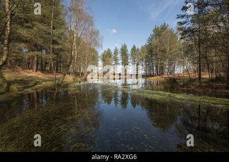 Un appartato laghetto di foresta a Mogshade Hill nel New Forest, Hampshire, Regno Unito Foto Stock