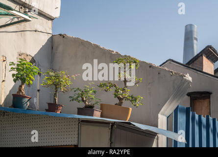 Alberi di Bonsai sul tetto di casa con il grattacielo in background Foto Stock