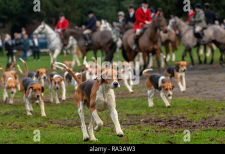 Melton Mowbray, Leicestershire, Regno Unito. Il 1° gennaio 2019. Il Cottesmore Hunt - uno di Inghilterra del premier caccia fondata nel 1696 e prende il suo nome dal villaggio di Leicestershire di Quorn, hounds kenneled tra il 1753 a1 904 inizia da Melton Mowbray Town station wagon park e i giardini. Belvoir Hunt si incontrano a giocare vicino Parco Credito: Clifford Norton/Alamy Live News Foto Stock