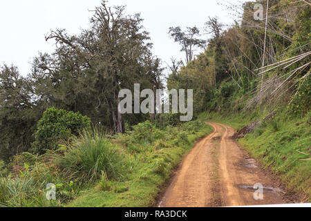 Il giallo di strada nella foresta. Aberdare paesaggio. Kenya, Africa Foto Stock