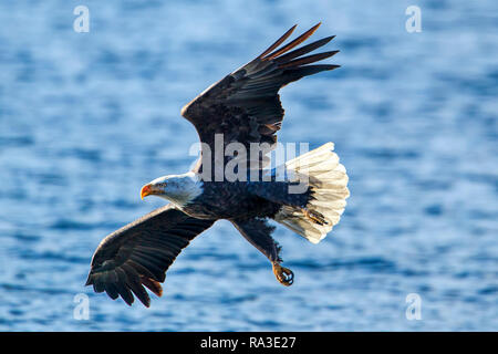 Un aquila calva vola vicino all'acqua a caccia di pesce su Coeur d'Alene Lake nel nord Idaho. Foto Stock