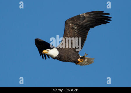 Un aquila calva vola in alto nel cielo con un pesce nella sua talons " al di sopra di Coeur d'Alene Lake nel nord Idaho. Foto Stock