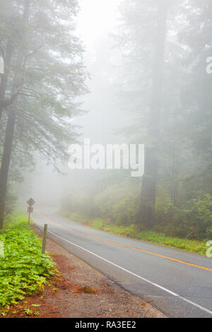 La nebbia la strada attraverso il Redwoods Foto Stock