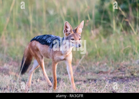 Nero jacked jackal om la savana in Africa Foto Stock