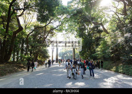 Il Tempio di Meiji, Yoyogi Park Harayuku, Tokyo Giappone (明治神宮, Meiji Jingū) - visitatori a torii gate lungo le boscose approccio al Tempio di Meiji, Foto Stock