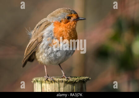 Single Robin uccello che pongono in inverno Foto Stock