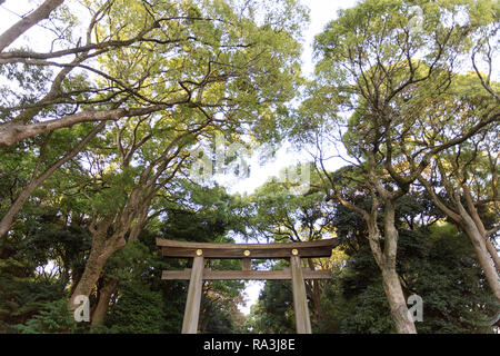 Il Tempio di Meiji, Yoyogi Park Harayuku, Tokyo Giappone (明治神宮, Meiji Jingū) - un torii gate lungo le boscose approccio al Tempio di Meiji, Foto Stock