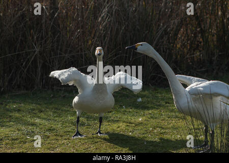 Bewick's cigni guardando come se fossero ballare insieme con ali teso Foto Stock