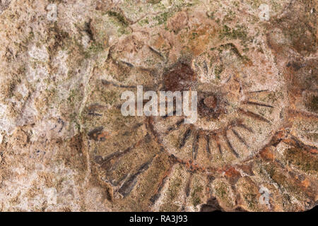 In prossimità del centro dell'Ammonita Foto Stock