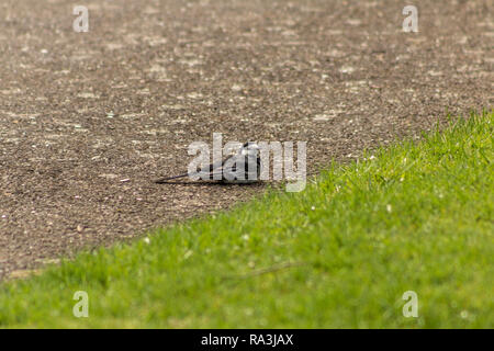 Pied wagtail poggiante su un percorso accanto a qualche erba Foto Stock