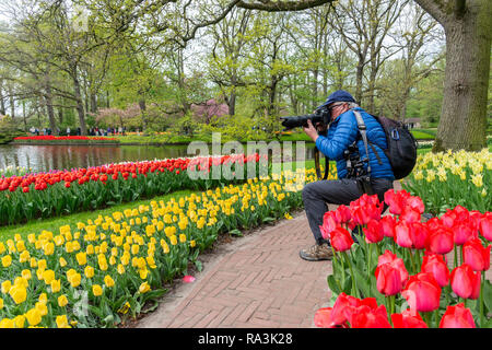 Fotografo di scattare le foto del fiore visualizza nel famoso parco Keukenhof, vicino a Lisse, Holland, Paesi Bassi Foto Stock