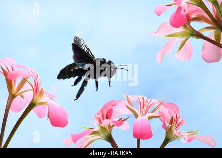 Violetta carpenter bee (Xylocopa violacea), in volo su un Geraniumsflower (Pelargonium), Germania Foto Stock