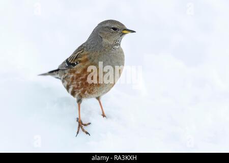 Sordone (Prunella collaris), con chiusura coperchio della neve, Vallese, Svizzera Foto Stock